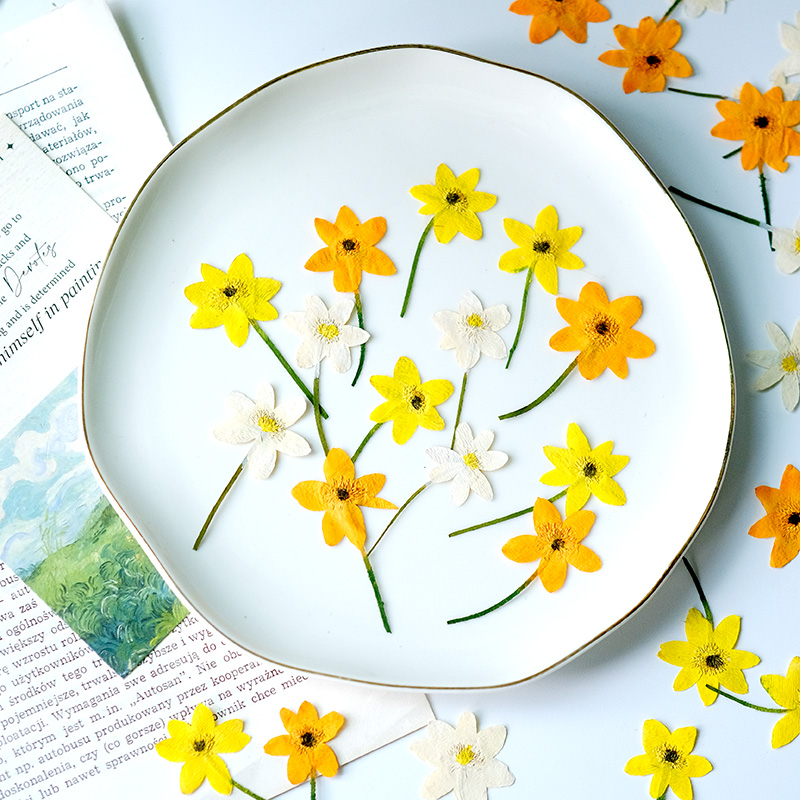 5-7cm/16 Stück, Echte Anemonen – Dried Flower Bookmark Bewertung und Preis