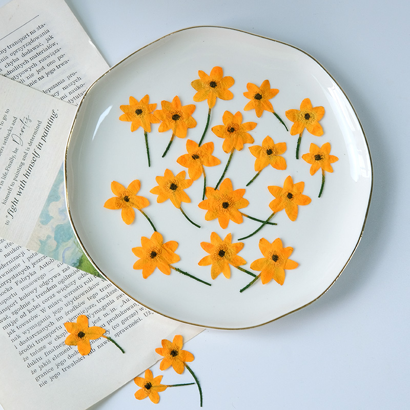 5-7cm/16 Stück, Echte Anemonen – Dried Flower Bookmark Bewertung und Preis