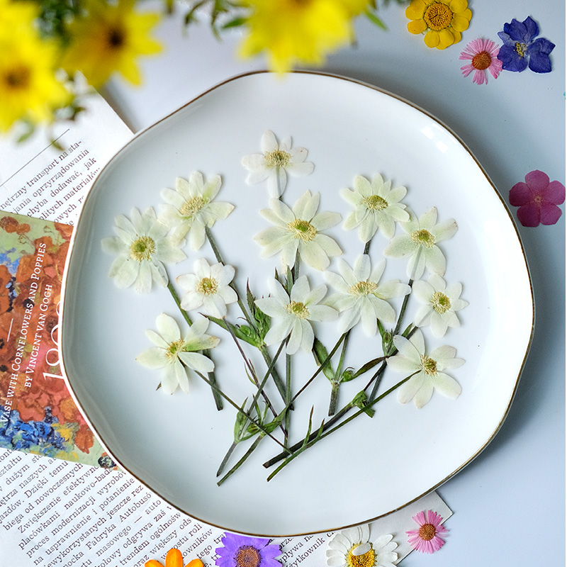 5-7cm/16 Stück, Echte Anemonen – Dried Flower Bookmark Bewertung und Preis