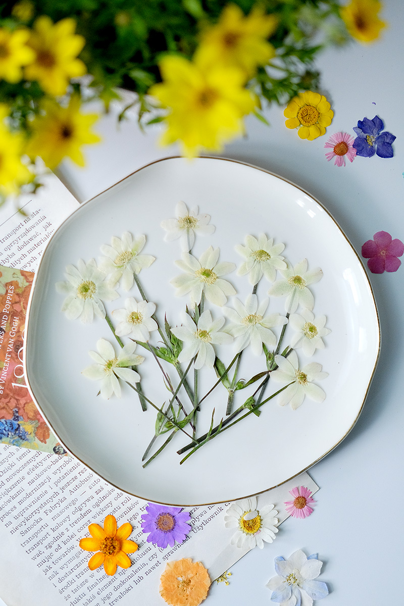 5-7cm/16 Stück, Echte Anemonen – Dried Flower Bookmark Bewertung und Preis